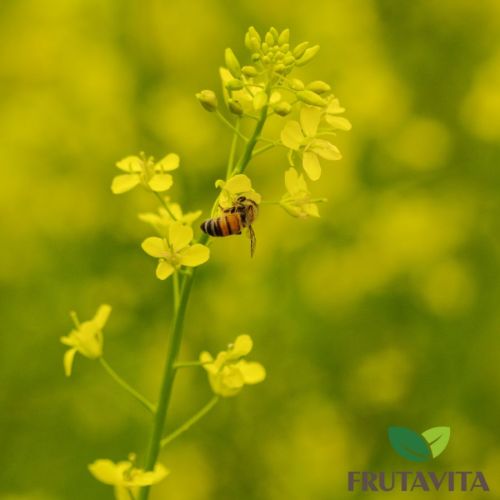 Miód rzepakowy kremowany