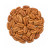 Orzechy pecan pekan